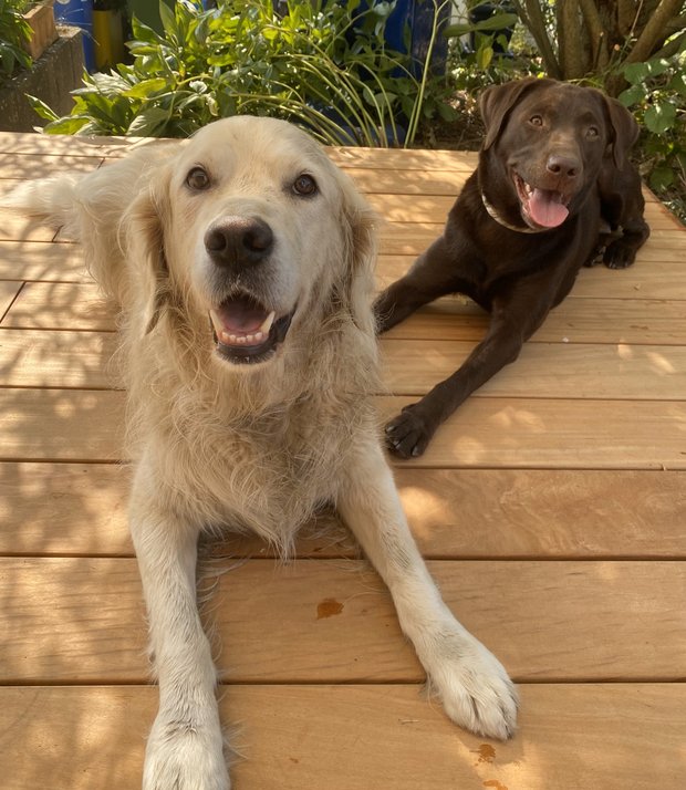 Unsere Schulhunde Emma und Karlsson